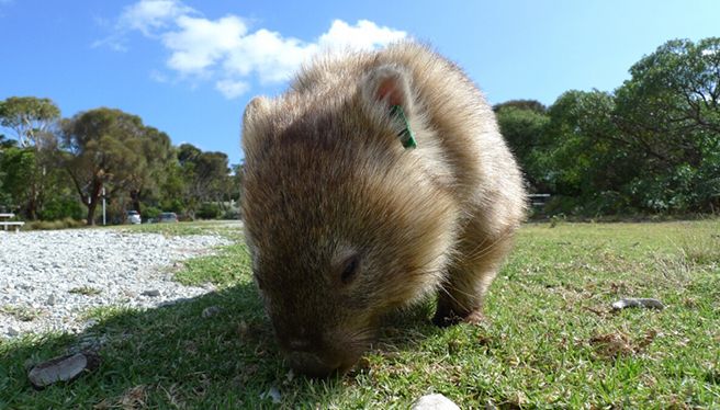 01 Wilsons Promontory Wombat