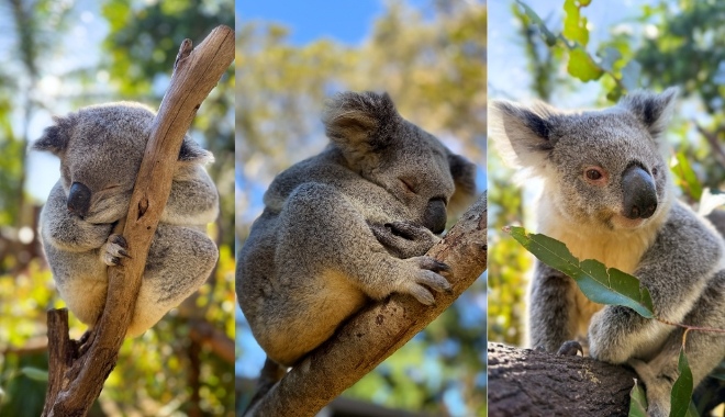 Koala Currumbin