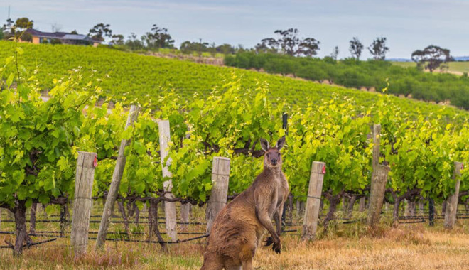 1 Day McLaren Vale Soulful Escape Yoga, Art & Wine Tour 015