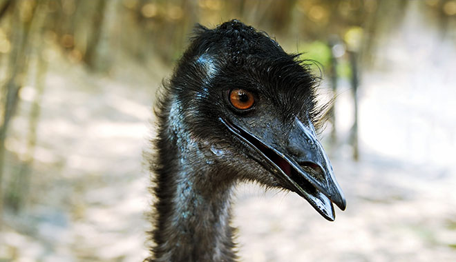 1 Day Phillip Island Ultimate Eco2