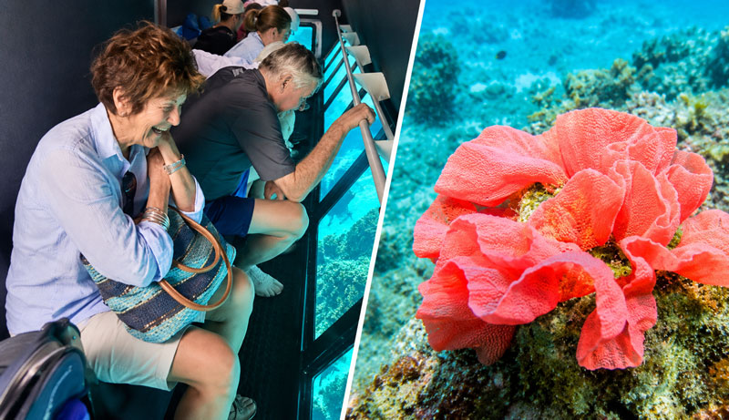 1 Hour Ningaloo Coral Viewing WEB 201