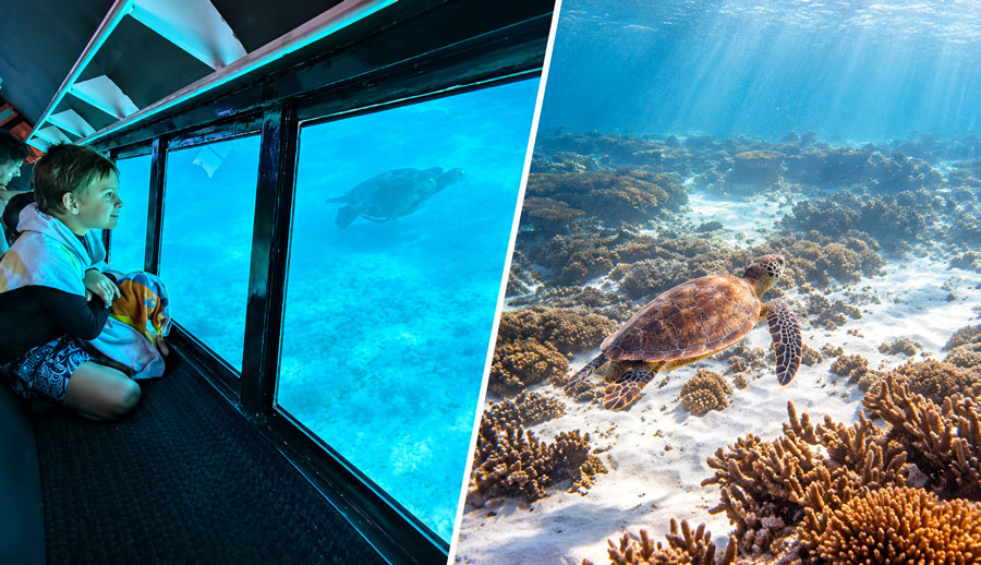 1 Hour Ningaloo Coral Viewing WEB