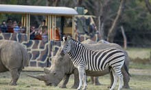 10442 sunset safari trial werribee open range zoo jpg