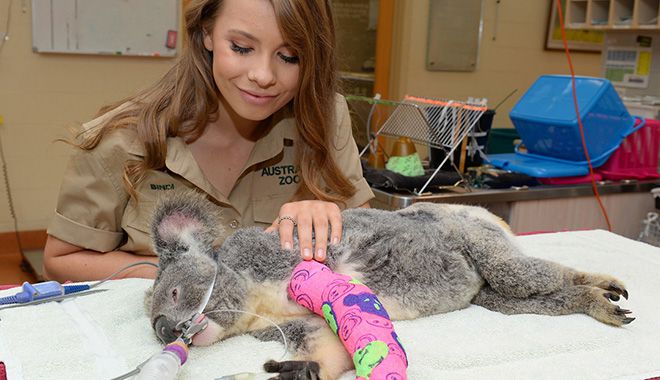 11717B BindiIrwin AustraliaZooWildlifeHospital