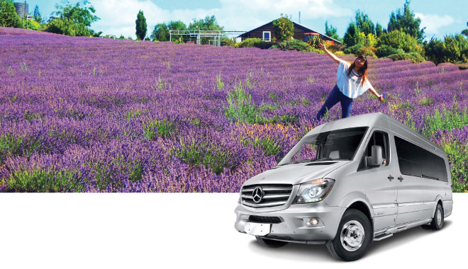 12 car rental tas 2