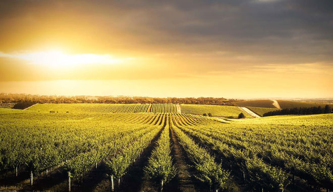 Vineyard Beauty