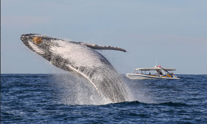 2.5hr Adventure Whale Watching Cruise 1