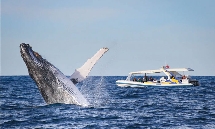 2.5hr Adventure Whale Watching Cruise 2