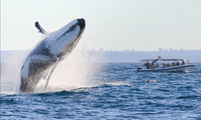 2.5hr Adventure Whale Watching Cruise 4