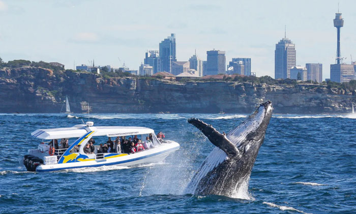 2.5hr Adventure Whale Watching Cruise 5
