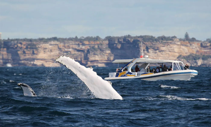 2.5hr Adventure Whale Watching Cruise 6