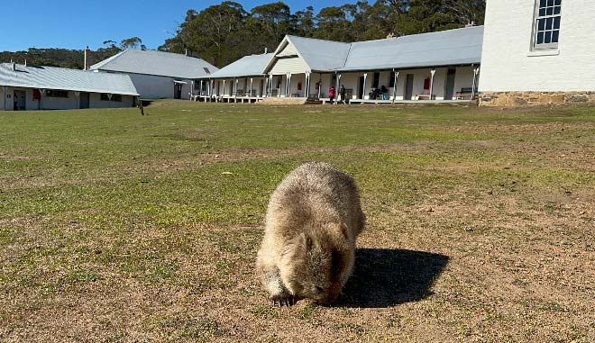20250224 Maria Island Queenie 08