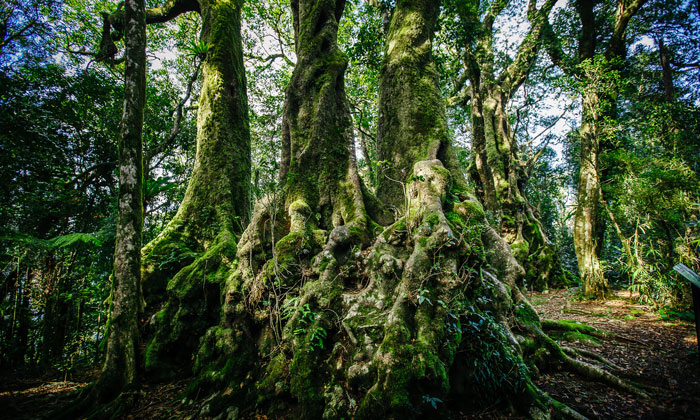 3000yr old Beech Trees