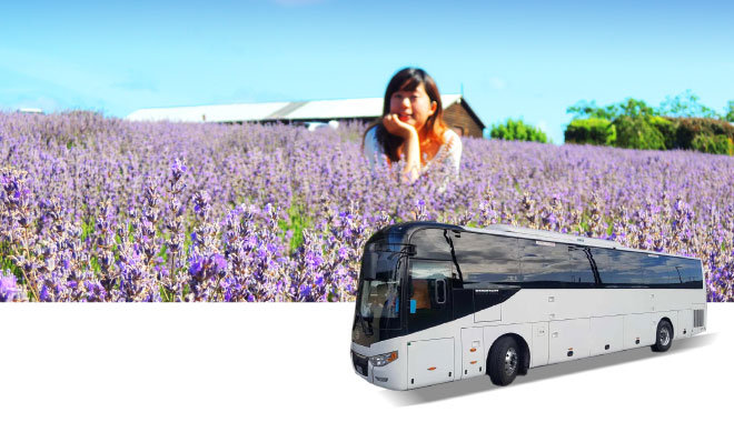 33 39 car rental tas5