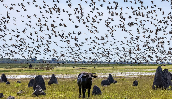 3A Kakadu National Park Full Day Tour 003