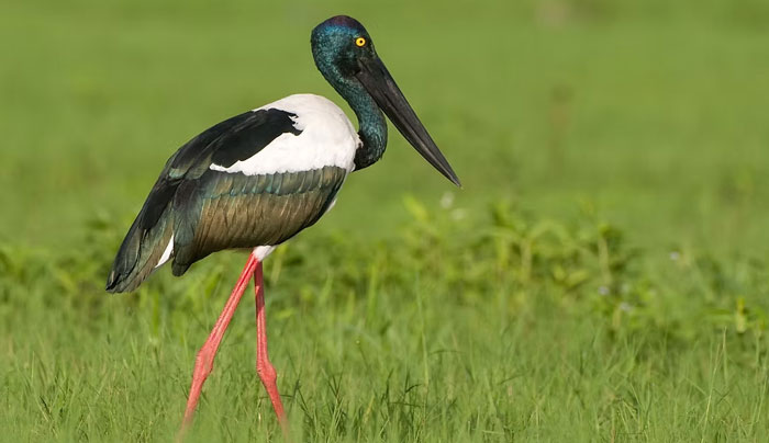 3A Kakadu National Park Full Day Tour 004