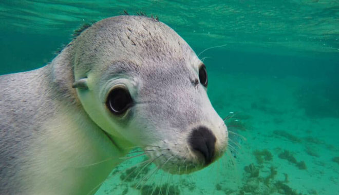 6 Day Eyre Peninsula & Flinders Ranges Ex Adelaide 5
