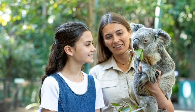 Koala Currumbin