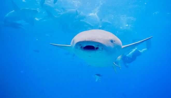 7 Day Maldives Tour Snorkel, Sand & Sun (17)