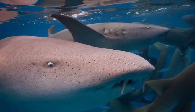 7 Day Maldives Tour Snorkel, Sand & Sun (2)