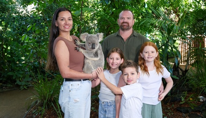 Koala Currumbin