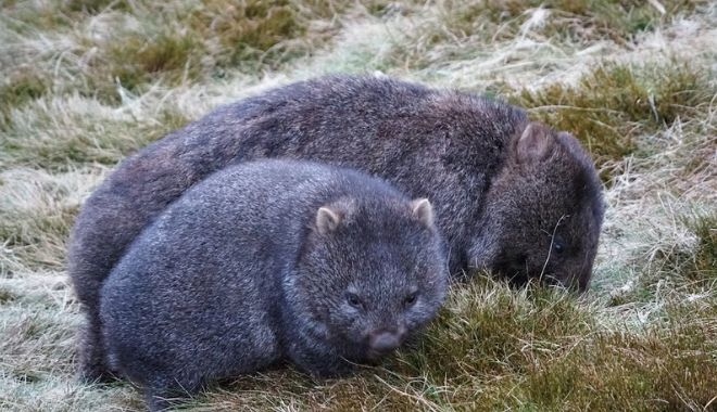 Heartlands Odyssey Comfort Tour