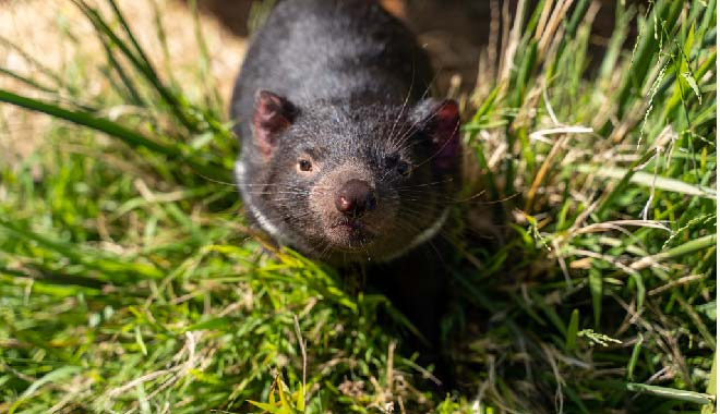 AUS TAS Explorer6 underdownunder TAS06185 660x380  01