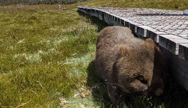 AUS TAS Explorer6 underdownunder TAS06185 660x380 10 01