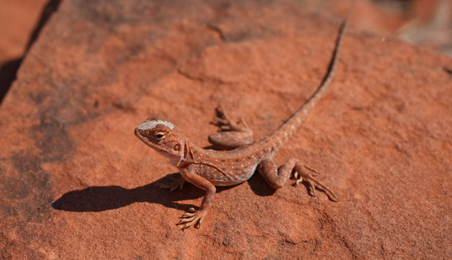 AY03 OUTBACK LIZARD