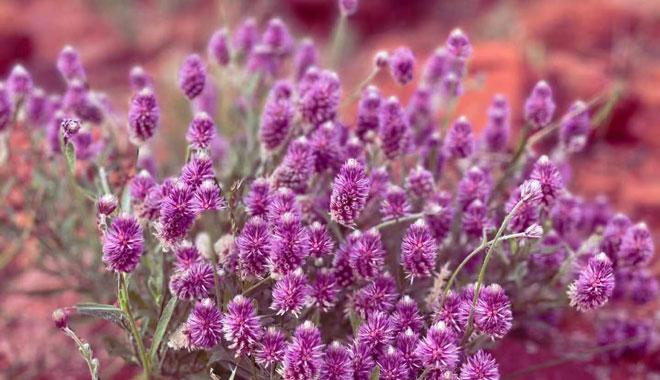 AY04 OUTBACK PLANTS