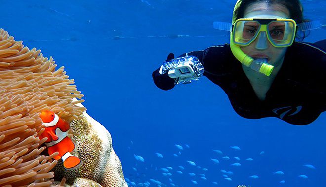 Agincourt Nemo clownfish female diver