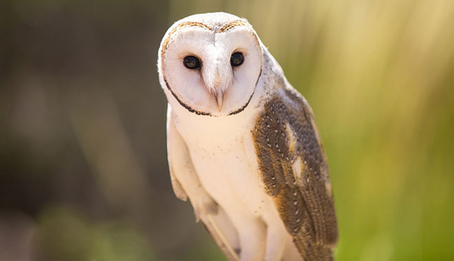 Alice Springs Desert Park  001