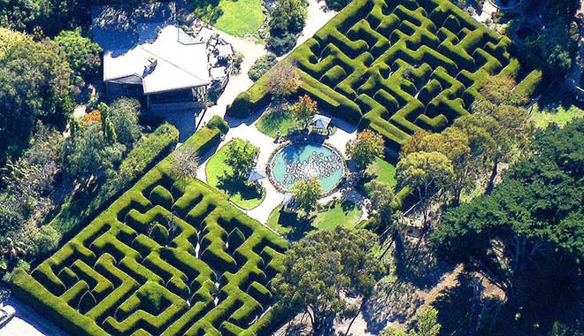 Ashcombe Maze Lavender Gardens 1