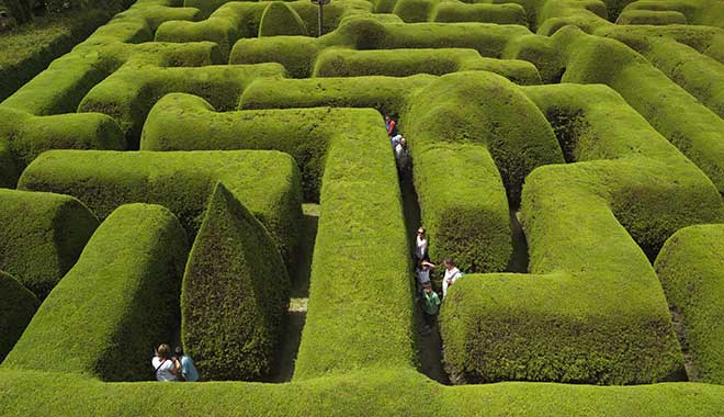 Ashcombe Maze Lavender Gardens 2