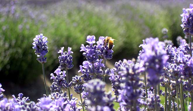Ashcombe Maze Lavender Gardens 4