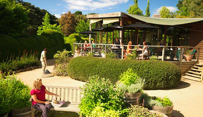 Ashcombe Maze Lavender Gardens 6