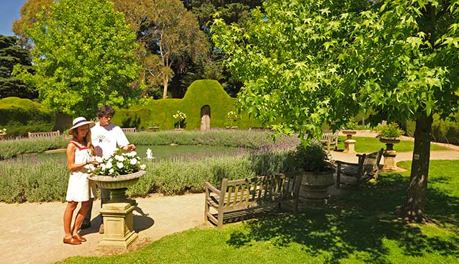 Ashcombe Maze Lavender Gardens 7