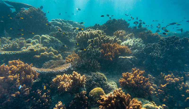 Atlantic Clipper REEF