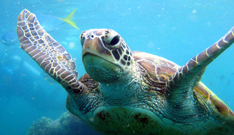 Atlantic Clipper turtle