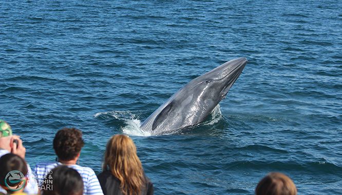 Auckland Whale Dolphin Safari 16