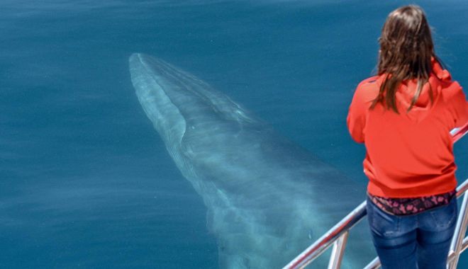 Auckland Whale and Dolphin Safari Cruise (1)