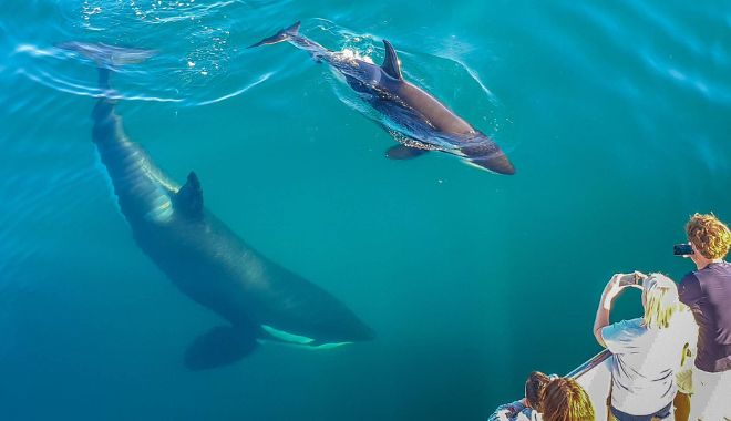 Auckland Whale and Dolphin Safari Cruise (10)