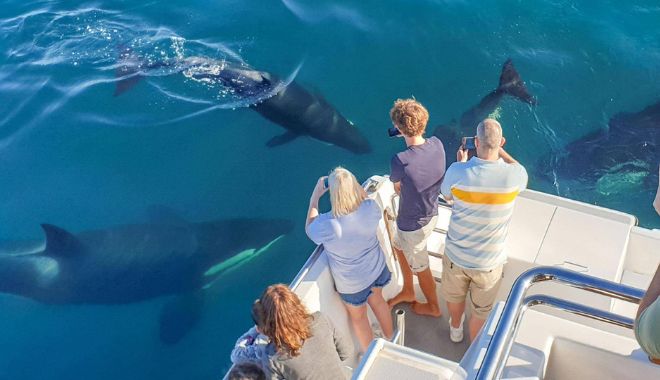 Auckland Whale and Dolphin Safari Cruise (2)