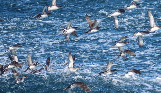 Auckland Whale and Dolphin Safari Cruise (3)
