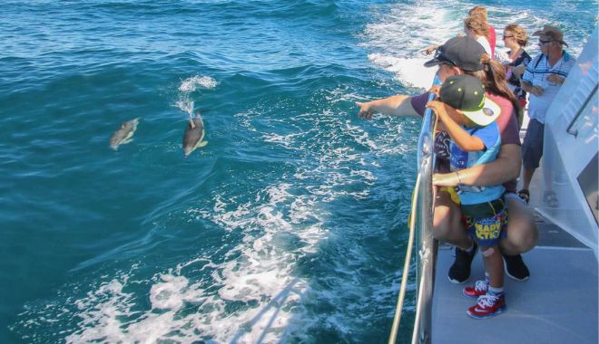 Auckland Whale and Dolphin Safari Cruise (6)