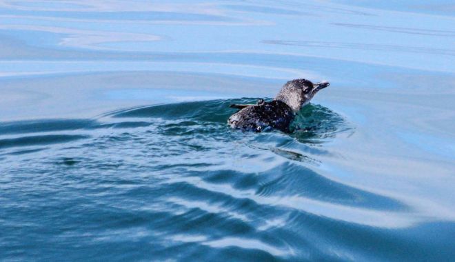 Auckland Whale and Dolphin Safari Cruise (7)