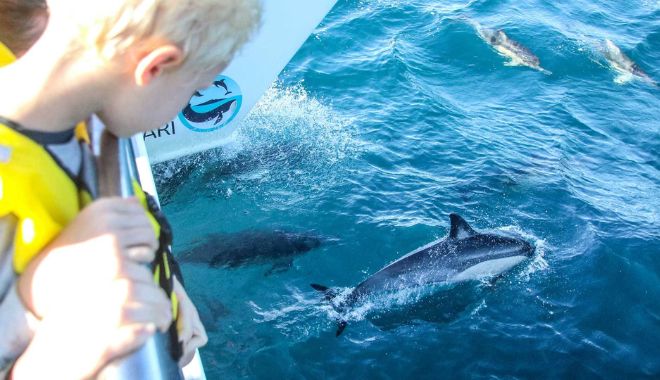 Auckland Whale and Dolphin Safari Cruise (8)