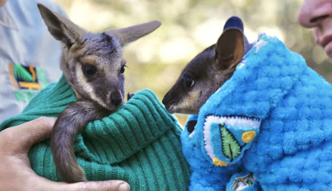 Australian Reptile Park 002