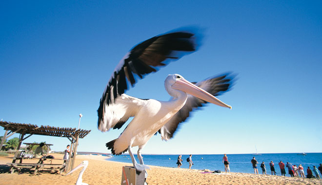 Australian pelican (Pelecanus conspicillatus), at Monkey Mia