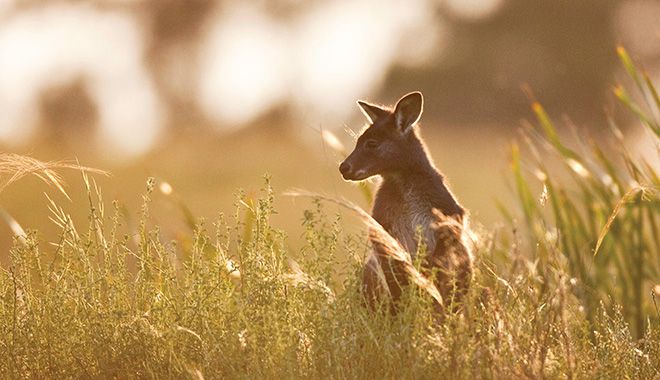 Autopia Blue Mountains Wildlife Emirates OneandOnly Wolgan Valley Destination NSW